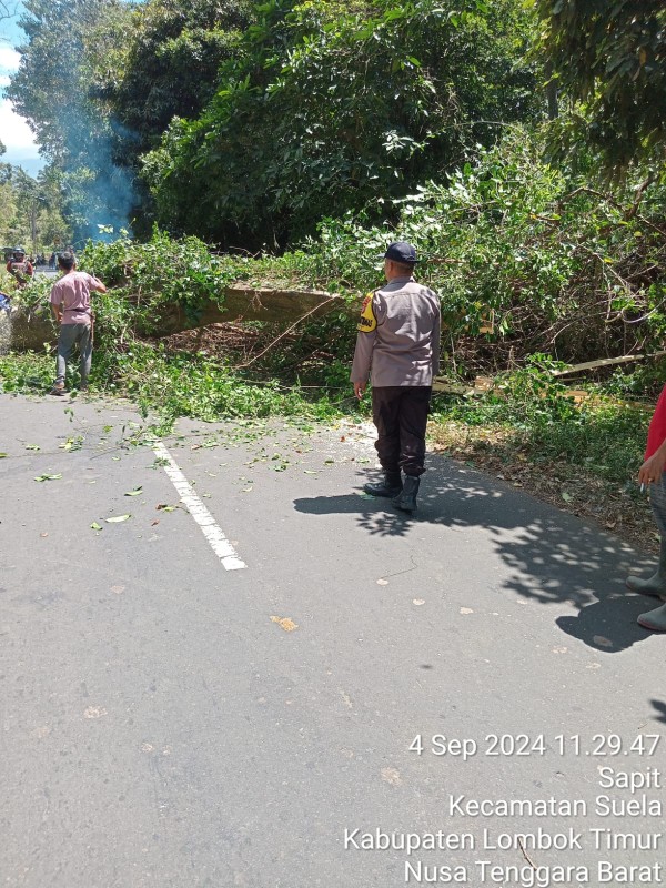 Foto Aksi Heroik Ps. Kanit Reskrim Suela, AIPTU Suranto, SH., bersama satu Anggota Jaga & KPH Rinjani dalam Menyingkarkan Pohon Tumbang di Jalan Utama di Jalan Wisata Gunung Rinjani, Kecamatan Suela, Kabupaten Lombok Timur pada Rabu (4/9/2024) (Sumber: Humas Polres Lombok Timur)  Foto Aksi Heroik Ps. Kanit Reskrim Suela, AIPTU Suranto, SH., bersama satu Anggota Jaga & KPH Rinjani dalam Menyingkarkan Pohon Tumbang di Jalan Utama di Jalan Wisata Gunung Rinjani, Kecamatan Suela, Kabupaten Lombok Timur pada Rabu (4/9/2024) (Sumber: Humas Polres Lombok Timur)